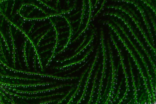 Transparent - Green, Czech 11/0 Seed Beads